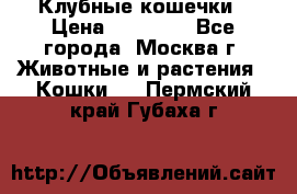 Клубные кошечки › Цена ­ 10 000 - Все города, Москва г. Животные и растения » Кошки   . Пермский край,Губаха г.